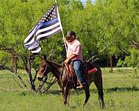 roping-mule