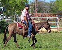 trail-mule