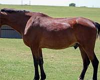 all-around-rocky-mountain-horse