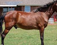 therapy-rocky-mountain-horse