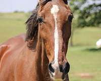 gaited-rocky-mountain-horse