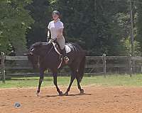 none-horse