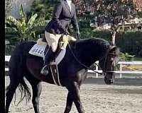 black-none-horse