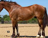 athletic-draft-horse