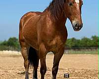 endurance-draft-horse