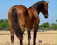 jumper-draft-horse