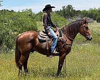 jumping-draft-horse