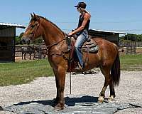 performance-draft-horse