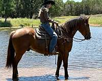 ranch-draft-horse