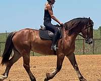 ranch-versatility-draft-horse