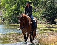 ridden-english-draft-horse