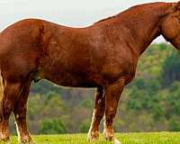 do-anything-draft-horse