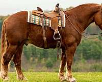 easy-to-haul-draft-horse