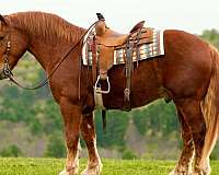 enjoyable-draft-horse