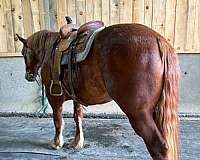 fit-draft-horse