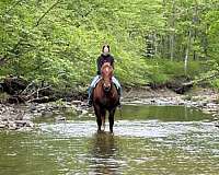 go-anywhere-draft-horse