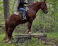 handsome-draft-horse