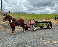 hauls-draft-horse