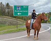 job-draft-horse