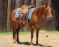 athletic-quarter-horse