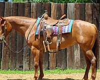 beginner-quarter-horse
