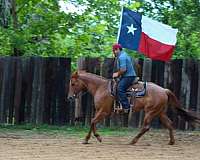 experienced-quarter-horse
