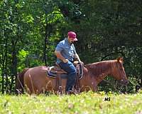 flashy-quarter-horse
