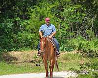 performance-quarter-horse