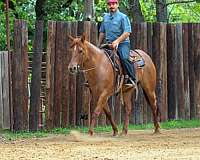 ranch-quarter-horse