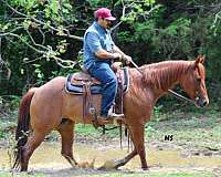 ranch-versatility-quarter-horse