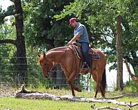 ranch-work-quarter-horse