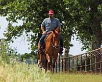 ridden-western-quarter-horse