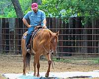 roping-quarter-horse
