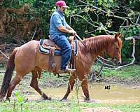 trail-quarter-horse