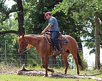 trail-riding-quarter-horse