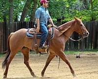 western-riding-quarter-horse