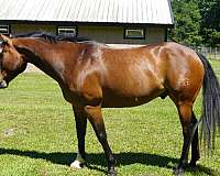 athletic-paint-horse