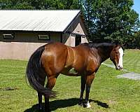 english-pleasure-paint-horse