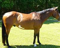 equitation-paint-horse