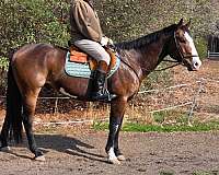 jumper-paint-horse