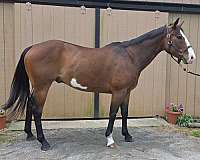 eventing-paint-horse