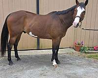 flashy-paint-horse