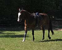 performance-paint-horse