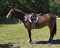 jumping-paint-horse