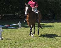 working-horse-paint