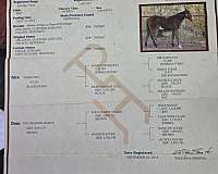worming-teeth-gelding