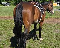 all-paint-horse
