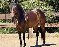 athletic-quarter-horse