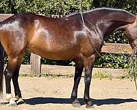 beginner-quarter-horse