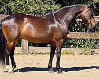 endurance-quarter-horse